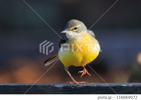 警戒心が強く、水辺を好んであざやかなレモンイエローを纏う綺麗な鳥のキセキレイ 116669072