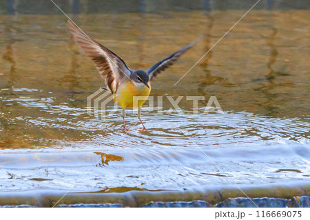 警戒心が強く、水辺を好んであざやかなレモンイエローを纏う綺麗な鳥のキセキレイ 116669075