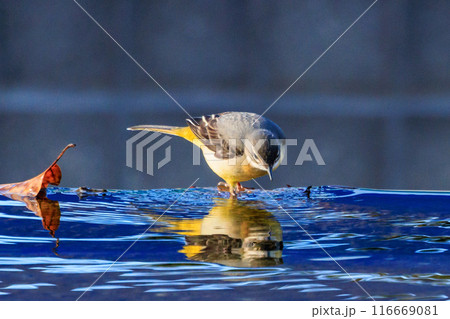 警戒心が強く、水辺を好んであざやかなレモンイエローを纏う綺麗な鳥のキセキレイ 警戒心が強く、水辺を好んであざやかなレモンイエローを纏う綺麗な鳥のキセキレイ 116669081