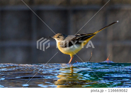警戒心が強く、水辺を好んであざやかなレモンイエローを纏う綺麗な鳥のキセキレイ 警戒心が強く、水辺を好んであざやかなレモンイエローを纏う綺麗な鳥のキセキレイ 116669082