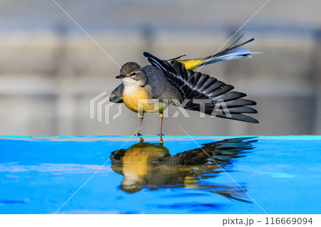 警戒心が強く、水辺を好んであざやかなレモンイエローを纏う綺麗な鳥のキセキレイ 116669094