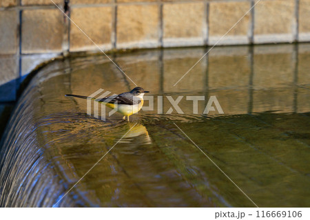 警戒心が強く、水辺を好んであざやかなレモンイエローを纏う綺麗な鳥のキセキレイ 警戒心が強く、水辺を好んであざやかなレモンイエローを纏う綺麗な鳥のキセキレイ 116669106