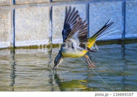 警戒心が強く、水辺を好んであざやかなレモンイエローを纏う綺麗な鳥のキセキレイ 警戒心が強く、水辺を好んであざやかなレモンイエローを纏う綺麗な鳥のキセキレイ 116669107