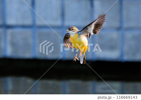 警戒心が強く、水辺を好んであざやかなレモンイエローを纏う綺麗な鳥のキセキレイ 116669143