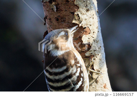 日本で一番小さなキツツキ コゲラ 日本で一番小さなキツツキ コゲラ 116669157
