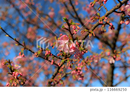 出会いと別れを彩る日本の花 サクラ 出会いと別れを彩る日本の花 サクラ 116669250