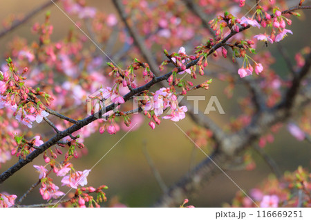 出会いと別れを彩る日本の花 サクラ 出会いと別れを彩る日本の花 サクラ 116669251