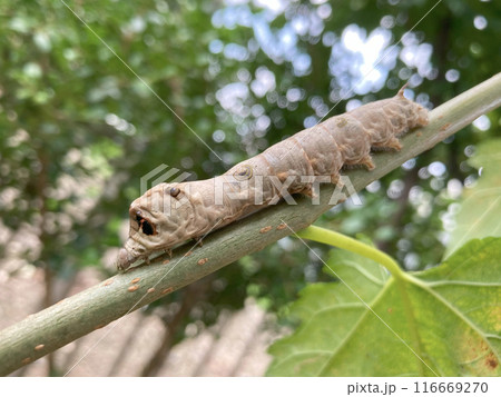 桑の木の枝にクワコ(野蚕)の幼虫 桑の木の枝にクワコ(野蚕)の幼虫 116669270