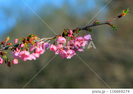 出会いと別れを彩る日本の花 サクラ 出会いと別れを彩る日本の花 サクラ 116669274