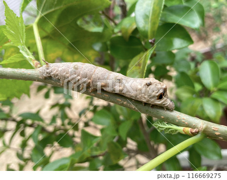 桑の木の枝にクワコ（野蚕）の幼虫 116669275
