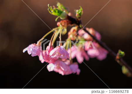 出会いと別れを彩る日本の花 サクラ 出会いと別れを彩る日本の花 サクラ 116669278
