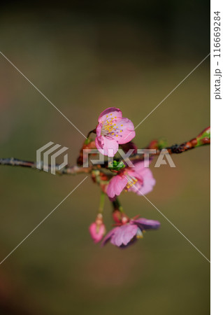 出会いと別れを彩る日本の花　サクラ 116669284