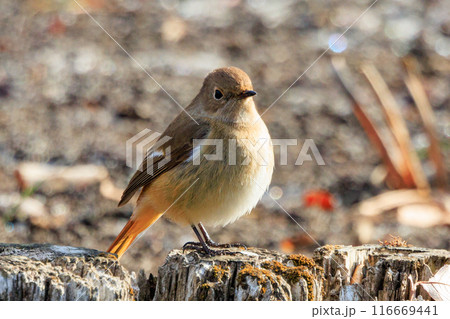 ジョビコの愛称で可愛らしい仕草が愛される冬鳥の ジョウビタキの雌 116669441