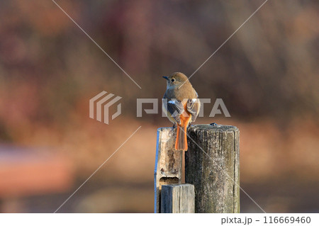 ジョビコの愛称で可愛らしい仕草が愛される冬鳥の ジョウビタキの雌 116669460