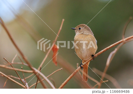 ジョビコの愛称で可愛らしい仕草が愛される冬鳥の ジョウビタキの雌 116669486