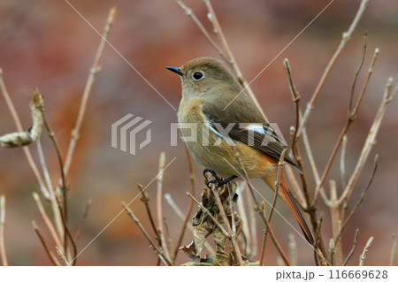 ジョビコの愛称で可愛らしい仕草が愛される冬鳥の ジョウビタキの雌 116669628