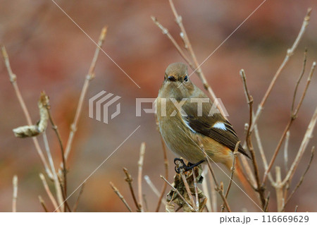 ジョビコの愛称で可愛らしい仕草が愛される冬鳥の ジョウビタキの雌 ジョビコの愛称で可愛らしい仕草が愛される冬鳥の ジョウビタキの雌 116669629