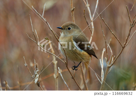 ジョビコの愛称で可愛らしい仕草が愛される冬鳥の ジョウビタキの雌 ジョビコの愛称で可愛らしい仕草が愛される冬鳥の ジョウビタキの雌 116669632