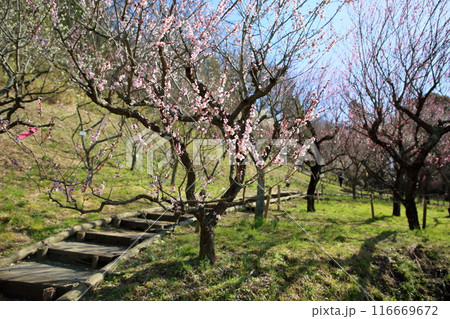 ライトピンクの梅の花 ライトピンクの梅の花 116669672