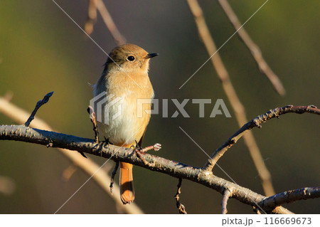 ジョビコの愛称で可愛らしい仕草が愛される冬鳥の ジョウビタキの雌 116669673