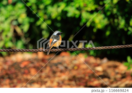 愛らしい仕草の冬鳥 ジョウビタキ 116669824