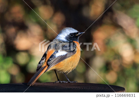 愛らしい仕草の冬鳥 ジョウビタキ 116669831