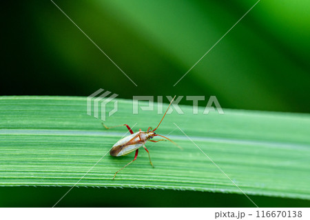 アカスジカスミカメ 116670138