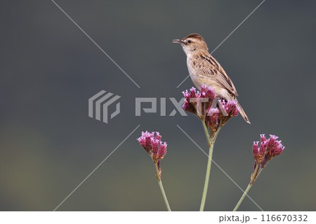 夏、アレチハナガサに留まって鳴く小鳥のセッカ 夏、アレチハナガサに留まって鳴く小鳥のセッカ 116670332