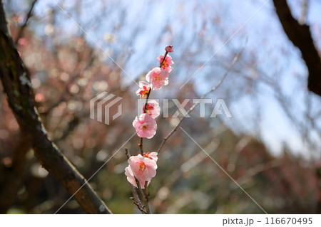 ピンクの梅の花　見驚 116670495