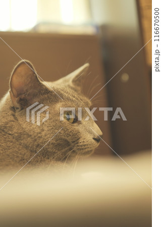 猫の日常の素材 116670500