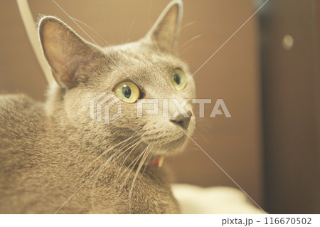 猫の日常の素材 116670502