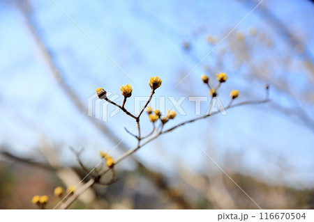 可愛い サンシュユの花 可愛い サンシュユの花 116670504
