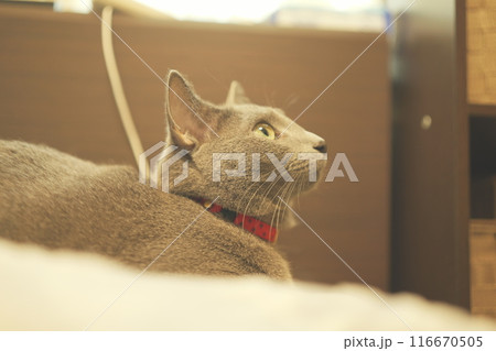 猫の日常の素材 猫の日常の素材 116670505