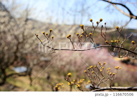可愛い　サンシュユの花 116670506