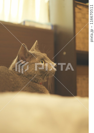 猫の日常の素材 116670511