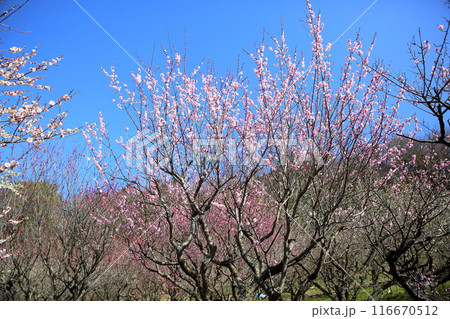 満開　ピンクの梅の花 116670512