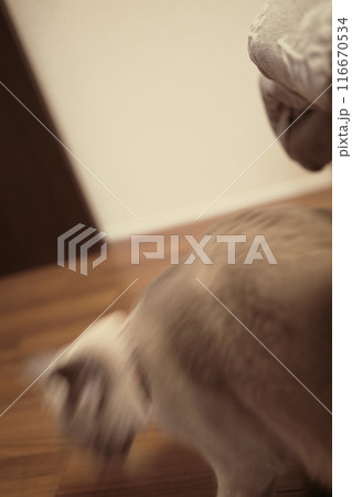 猫の日常の素材 116670534