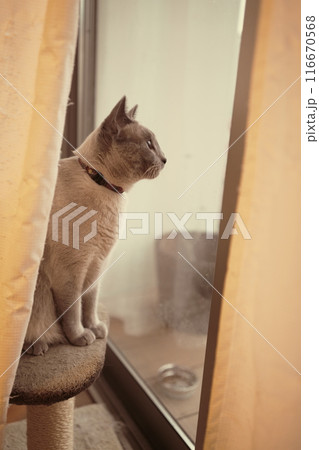 猫の日常の素材 猫の日常の素材 116670568