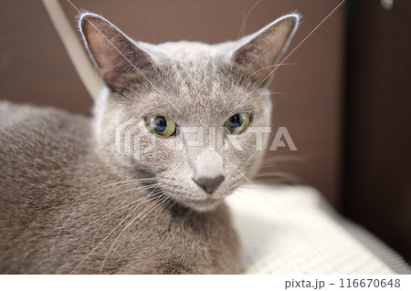猫の日常の素材 116670648