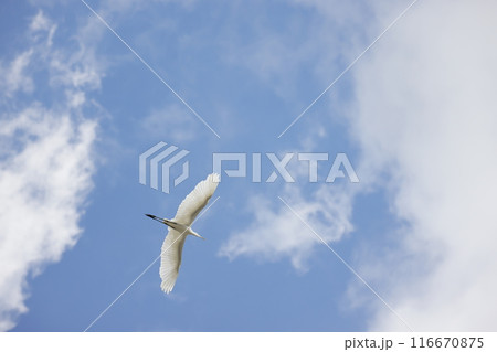 青空バックに飛翔するダイサギ 116670875