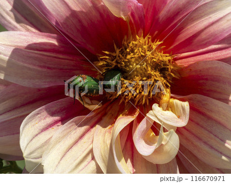 ダリアの花粉を食べるハナムグリ 116670971