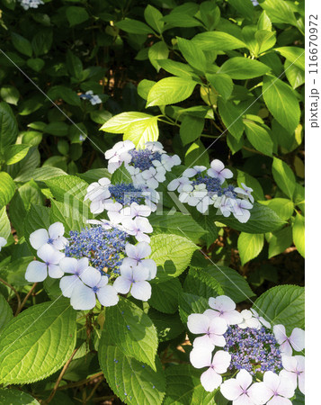 植物園に咲いた額紫陽花 植物園に咲いた額紫陽花 116670972