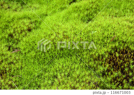 苔の生えた山道、緑のカーペット 苔の生えた山道、緑のカーペット 116671003