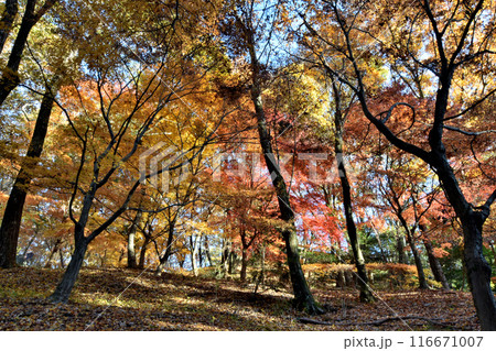 紅葉した木々、晴れた秋の日曜日 紅葉した木々、晴れた秋の日曜日 116671007