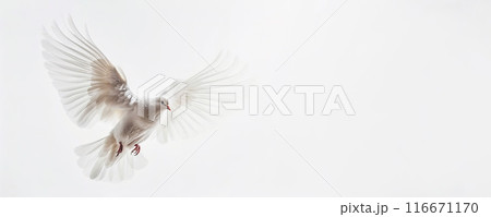 White pigeon dove flying isolated on white background with copy space, graphic resource backdrop. Symbol of love, peace, and hope. 116671170