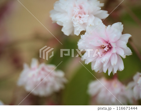 4月に咲いたピンク色のサクラ「気多の白菊桜（ケタノシロキクザクラ）」 116671444