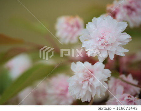 4月に咲いたピンク色のサクラ「気多の白菊桜（ケタノシロキクザクラ）」 116671445