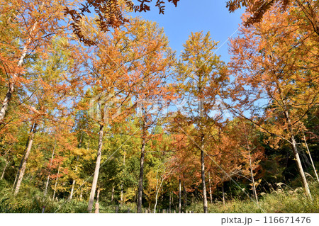 紅葉したメタセコイアの林、青空に映える 116671476