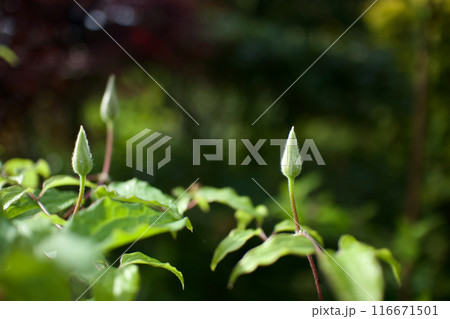 クレマチス・パテンス系「はやて」の蕾。花言葉は「精神の美」「旅人の喜び」「甘い束縛」。 クレマチス・パテンス系「はやて」の蕾。花言葉は「精神の美」「旅人の喜び」「甘い束縛」。 116671501