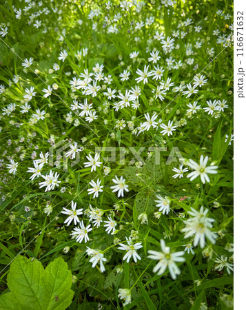 Beautiful white wildflowers blooming in a lush green meadow Beautiful white wildflowers blooming in a lush green meadow 116671632